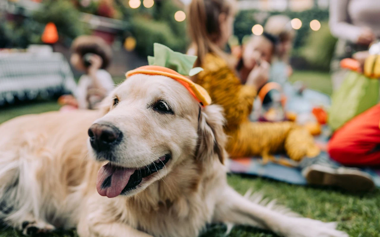 Otay Ranch Town Center Doggie event