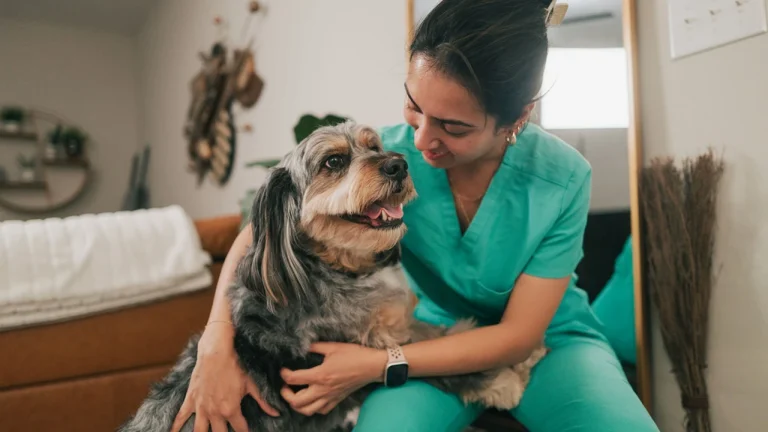 VEG ER For Pets Chula Vista Opens 24-Hour Emergency Care in Otay Ranch